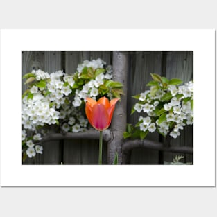 Tulips and pear blossoms in spring Posters and Art